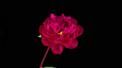 Time Lapse of Opening Beautiful Red Peony Flowers Видео 157317895