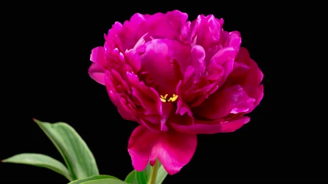 Time Lapse of Opening Beautiful Red Peony Flowers Vídeos de archivo 195697551