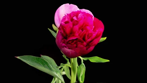 Time Lapse of Opening Beautiful Red Peony Flowers Vidéo 196933928