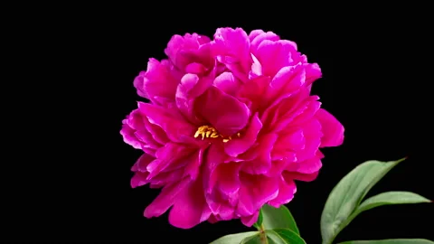 Time Lapse of Opening Beautiful Red Peony Flowers 库存影片 196934469