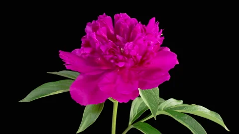Time Lapse of Opening Beautiful Red Peony Flowers Vídeo Stock 200922635
