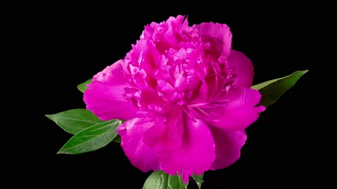Time Lapse of Opening Beautiful Red Peony Flowers 库存影片 200923356