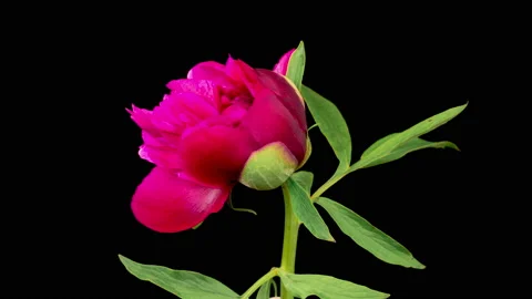 Time Lapse of Opening Beautiful Red Peony Flowers Vidéo 206780634