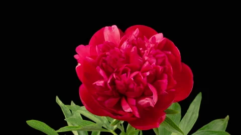 Time Lapse of Opening Beautiful Red Peony Flowers Vidéo 214951599