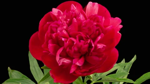 Time Lapse of Opening Beautiful Red Peony Flowers Vidéo 219632737