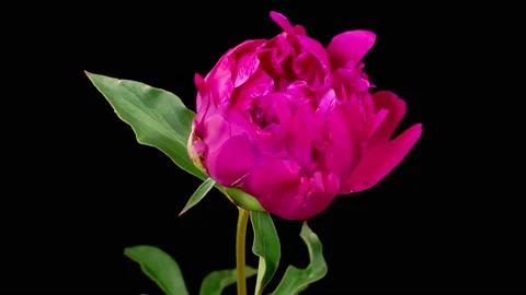 Time Lapse of Opening Beautiful Red Peony Flowers 库存影片 220611204