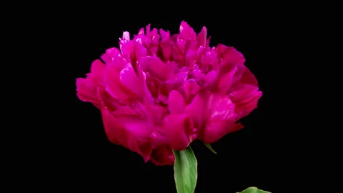Time Lapse of Opening Beautiful Red Peony Flowers Видео 226551148