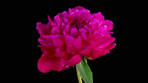 Time Lapse of Opening Beautiful Red Peony Flowers Vídeos de archivo 233713355