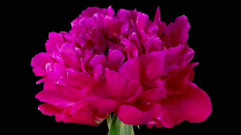 Time Lapse of Opening Beautiful Red Peony Flowers Stock Footage 234924070
