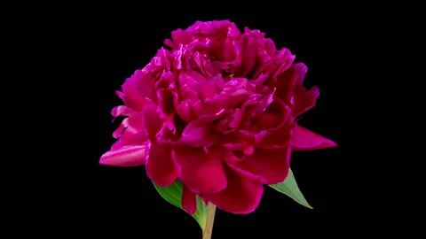 Time Lapse of Opening Beautiful Red Peony Flowers Stock Footage 243109007