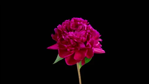 Time Lapse of Opening Beautiful Red Peony Flowers Stock Footage 244392836