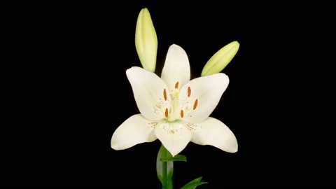 Time Lapse of Opening Beautiful White Lily Flower Stock Footage 156615686