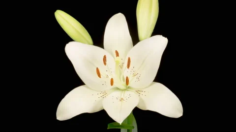 Time Lapse of Opening Beautiful White Lily Flower Vídeos de archivo 156968565