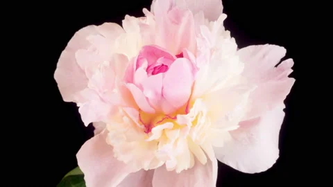 Time Lapse of Opening Beautiful White Peony Flowers Видео 156968667