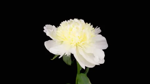 Time Lapse of Opening Beautiful White Peony Flowers Видео 157317699
