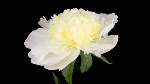 Time Lapse of Opening Beautiful White Peony Flowers Stock Footage 157968089