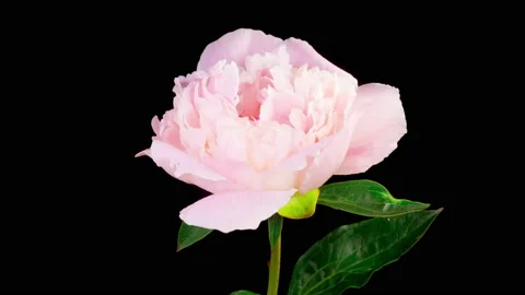 Time Lapse of Opening Beautiful White Peony Flowers Stock Footage 196934932