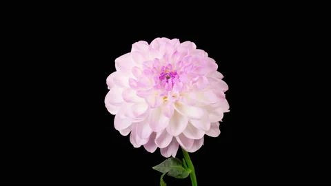 Time Lapse of Opening Beautiful White Dahlia Flower Stock Footage 214951482