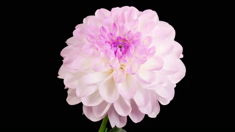 Time Lapse of Opening Beautiful White Dahlia Flower 스톡 동영상 219632153