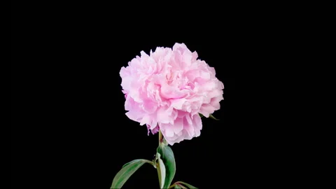 Time Lapse of Opening Beautiful White Peony Flowers Stock Footage 244392982