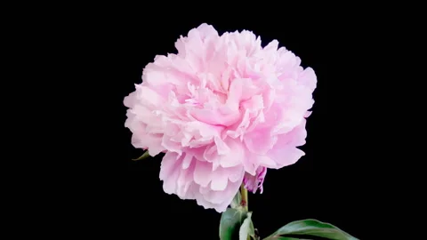 Time Lapse of Opening Beautiful White Peony Flowers Stock Footage 245430274