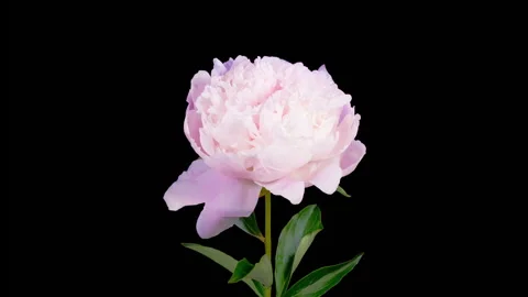 Time Lapse of Opening Beautiful White Peony Flowers Stock-Footage 248755492
