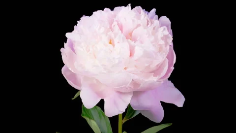 Time Lapse of Opening Beautiful White Peony Flowers Stock-Footage 249620161