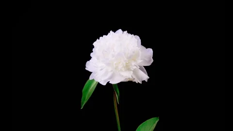 Time Lapse of Opening Beautiful White Peony Flowers Stock Footage 275894582