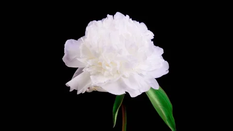 Time Lapse of Opening Beautiful White Peony Flowers Stock Footage 276830394