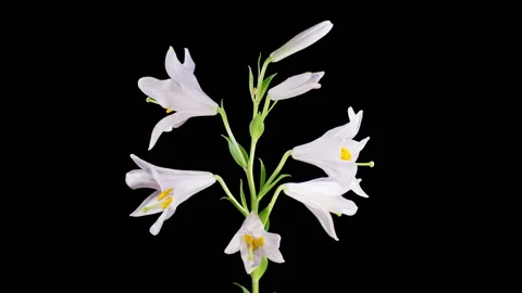 Time Lapse of Opening Beautiful White Lily Flowers Stock Footage 281652743