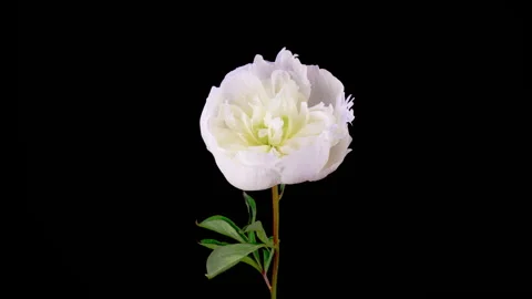 Time Lapse of Opening Beautiful White Peony Flowers Stock Footage 281653299