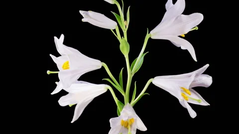 Time Lapse of Opening Beautiful White Lily Flowers Stock Footage 282897902