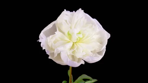 Time Lapse of Opening Beautiful White Peony Flowers Stock Footage 282897997