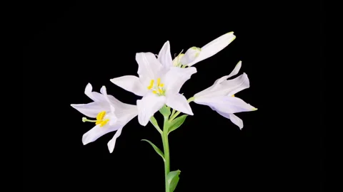 Time Lapse of Opening Beautiful White Lily Flowers Stock Footage 311454893