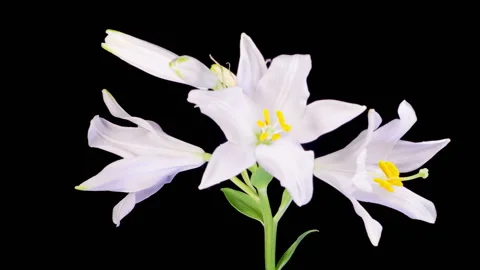 Time Lapse of Opening Beautiful White Lily Flowers Stock Footage 312264077