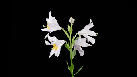 Time Lapse of Opening Beautiful White Lily Flowers Stock Footage 317166169