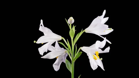 Time Lapse of Opening Beautiful White Lily Flowers Stock Footage 318073994