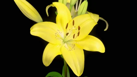 Time Lapse of Opening Beautiful Yellow Lily Flower Vídeos de archivo 156968624