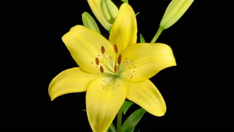 Time Lapse of Opening Beautiful Yellow Lily Flower Видео 157967950