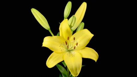 Time Lapse of Opening Beautiful Yellow Lily Flower Stockbeeldmateriaal 158380345