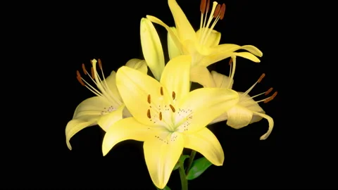 Time Lapse of Opening Beautiful Yellow Lily Flower Video stock 159234430