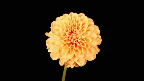 Time Lapse of Opening Beautiful Yellow Dahlia Flower 動画素材 210479841