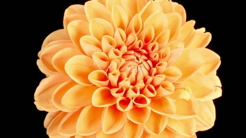 Time Lapse of Opening Beautiful Yellow Dahlia Flower Stock Footage 236118902