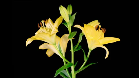 Time Lapse of Opening Beautiful Yellow Lily Flower Stock Footage 256156387