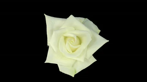 Time-lapse of opening "Bianca" rose with alpha matte 2 Stock Footage 548331