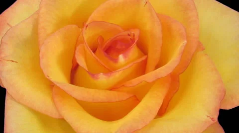 Time-lapse of opening "Birdy" rose in RGB + ALPHA matte format, 720p Stock Footage 50232772
