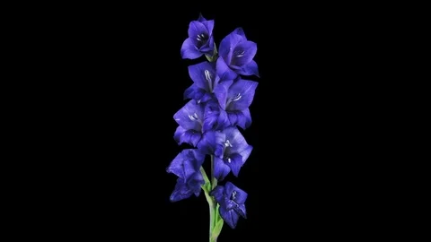 Time-lapse of opening blue gladiolus flower in RGB + ALPHA matte format Stock Footage 73565636