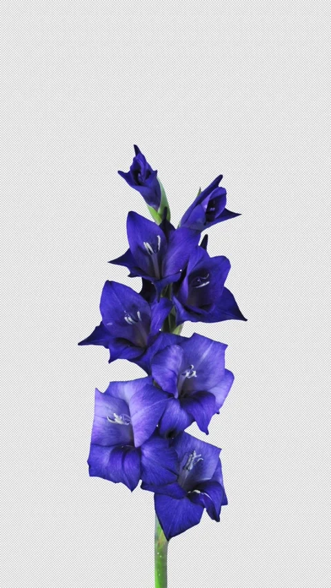 Time lapse of opening blue gladiolus flower with ALPHA channel, vertical Stock Footage 306729256