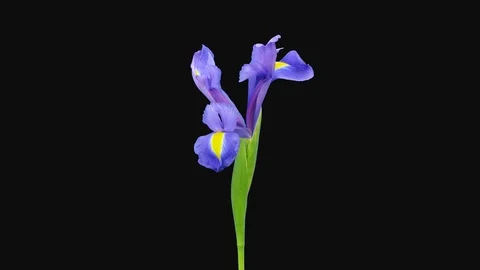 Time-lapse of opening blue iris, 4K with ALPHA channel Stock Footage 105286793