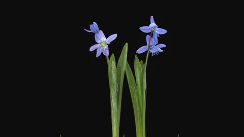 Time-lapse of opening blue Scilla flower, 4K with ALPHA channel Stock Footage 111419012